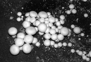 Мицелий съедобных грибов - Изображение #2, Объявление #979553