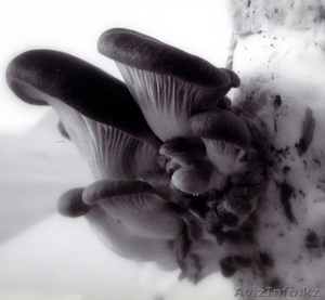 Мицелий съедобных грибов - Изображение #1, Объявление #979553