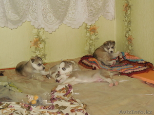 Продадим щенков породы Сибирский Хаски   - Изображение #1, Объявление #995430