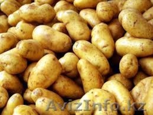 Продам картошку в Алматы оптом!  - Изображение #1, Объявление #998749
