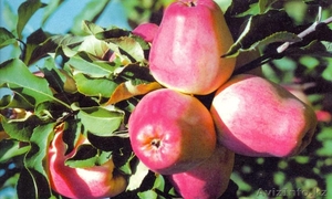 Яблоки высший сорт Тургеньские! с доставкой - Изображение #2, Объявление #989711