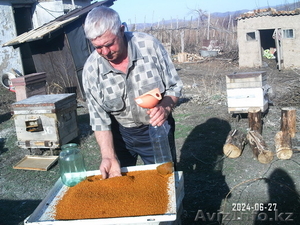 Продам Мед оптом Большенарым гречишный, горно-степное разнотравье - Изображение #1, Объявление #1025510