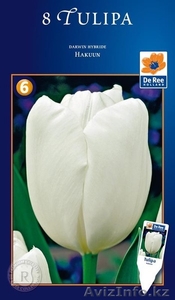 Продам тюльпаны оптом - Изображение #3, Объявление #1023787