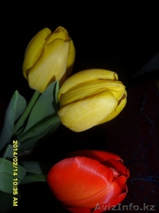 Тюльпаны оптом и в розницу от производителя!!! - Изображение #1, Объявление #1039657