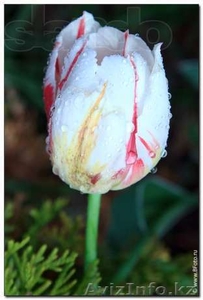 Тюльпаны голландские ОПТОМ - Изображение #2, Объявление #1042980