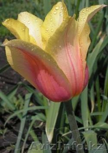 Тюльпаны голландские ОПТОМ - Изображение #1, Объявление #1042980