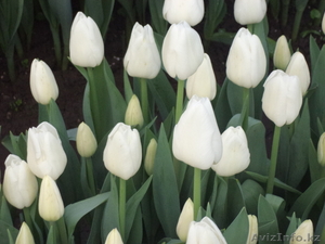 Сортовые тюльпаны и гиацинты - Изображение #3, Объявление #1042388