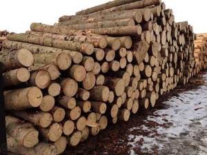 Оптовые поставки леса из Восточного Казахстана