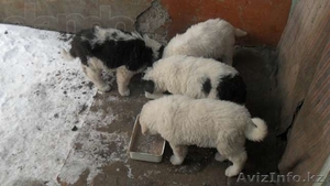 Продаются щенки среднеазиатской овчарки  - Изображение #5, Объявление #1061079