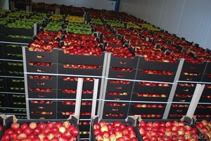 Продажа фруктов и овощей из Польши Яблоки - Изображение #1, Объявление #1051183