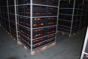 Продажа фруктов и овощей из Польши Яблоки - Изображение #3, Объявление #1051183
