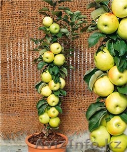 Саженцы колоновидной яблони - Изображение #1, Объявление #1056623