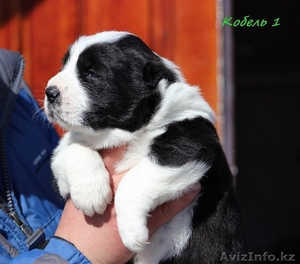Щенки Среднеазиатской овчарки  питомник 