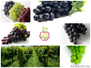 Саженцы винограда (ЗКС, 4 сорта) - Изображение #1, Объявление #1055881