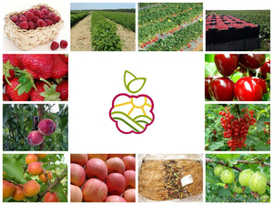 Саженцы яблонь, груш, вишни, черешни, персика, малины - Изображение #1, Объявление #1052572