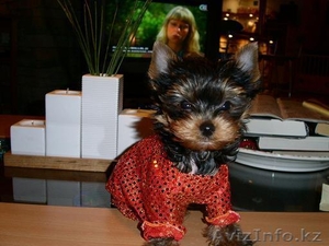 очаровательные мини щеночки йоркширского терьера