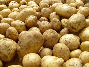 Продам оптом картофель на семена  - Изображение #2, Объявление #1067999