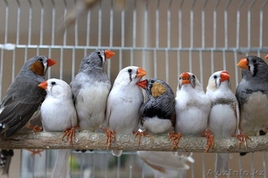 Продам попугаев и певчих птиц - Изображение #1, Объявление #1075111
