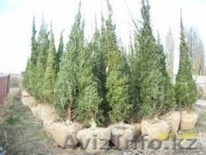 Продам саженцы с питомников.