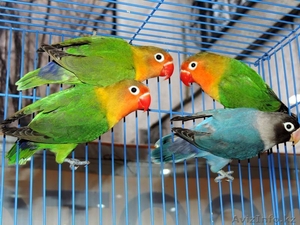 Продам попугаев и певчих птиц - Изображение #4, Объявление #1075111