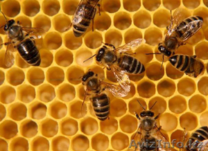 Продам 10 пчелосемей системы Рута - Изображение #1, Объявление #1082902