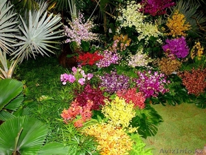 Разнообразные садовые растения! - Изображение #1, Объявление #1072707