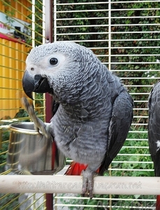 Продам попугаев и певчих птиц - Изображение #3, Объявление #1075111