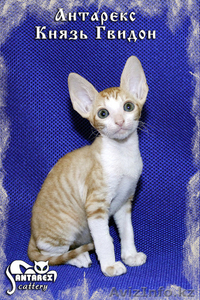 Кудрявый котик корниш-рекс - Изображение #2, Объявление #1034144