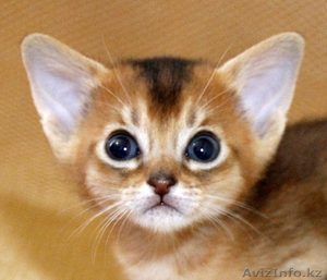 Абиссинские котята – домашние маленькие пумы.  - Изображение #6, Объявление #963578