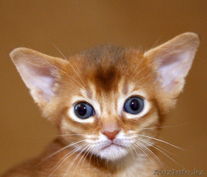 Абиссинские котята – домашние маленькие пумы.  - Изображение #5, Объявление #963578