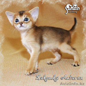 Абиссинские котята – домашние маленькие пумы.  - Изображение #4, Объявление #963578