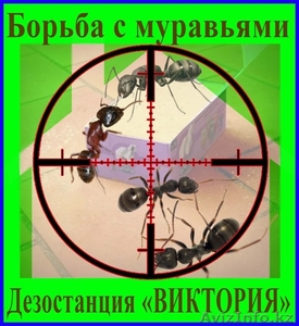 Борьба с муравьями в доме, квартире, на участке. Алматы и область. - Изображение #1, Объявление #1095885