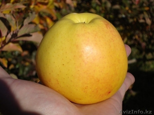 Яблони оптом от 600 тенге. Саженцы яблонь - Изображение #1, Объявление #882291