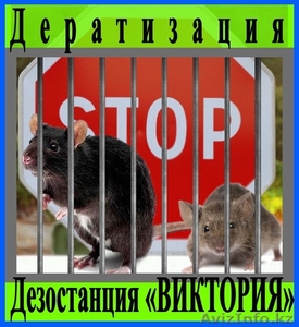 Дератизация (уничтожение грызунов) в Алматы и области.  - Изображение #1, Объявление #1095898
