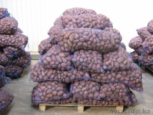 Продажа картофеля оптом в Казахстане - Изображение #1, Объявление #1095441