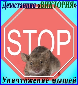 Борьба с мышами в Алматы и области. Дезостанция «ВИКТОРИЯ» - Изображение #1, Объявление #1095891