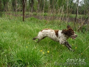 Продам щенка русского охотничьего спаиеля - Изображение #6, Объявление #1101652
