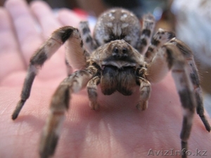 Срочно продам южнорусский тарантул - Изображение #2, Объявление #1103168
