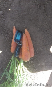 Морковь оптом напрямую с фермерского хозяйства (от 20 тонн) - Изображение #1, Объявление #1123299