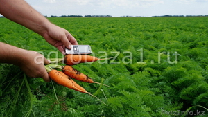 Морковь оптом напрямую с фермерского хозяйства (от 20 тонн) - Изображение #2, Объявление #1123299