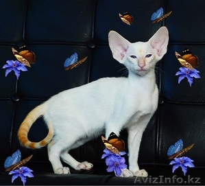 Red Siamese - элитные королевские котята из питомника Амрита Марга  - Изображение #1, Объявление #880084