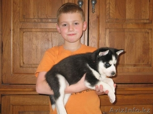  Сибирская Хаски