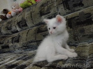 Котята Породы Турецкий ван кеси - Изображение #3, Объявление #1125560