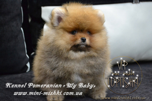 Эксклюзивные щенки карликового померанского шпица Мишки SHOW-Classa!!! - Изображение #3, Объявление #1122491