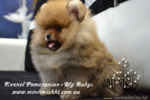 Эксклюзивные щенки карликового померанского шпица Мишки SHOW-Classa!!! - Изображение #6, Объявление #1122491