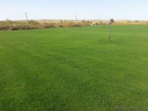 Рулонный газон, газонная трава - Изображение #2, Объявление #944551