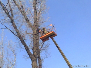 Спил деревьев в Алматы и Алматинской области!!! - Изображение #1, Объявление #1115455