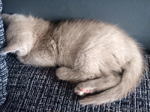 Продам котенка породы ScottishStright (Шотландская прямоухая) - Изображение #1, Объявление #1124985