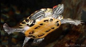 красноухую черепаху продам - Изображение #1, Объявление #1133799