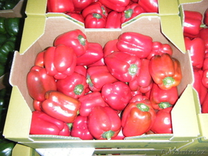 продаю овощи из Испании - Изображение #8, Объявление #1137383
